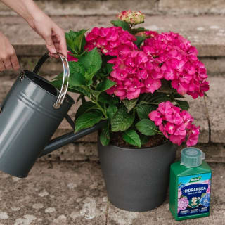 397213-specialist-hydrangea-plant-food-1l-21
