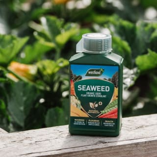 397214-westland-seaweed-specialist-liquid-feed-1l