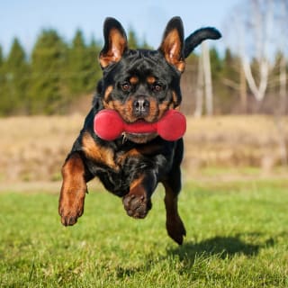 399534-nerf-dog-light-up-and-squeak-2pk-4