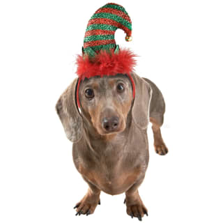 Winter Paws Pet Headband - Elf