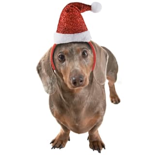 Winter Paws Pet Headband - Santa