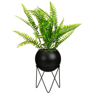Fern On Black Round Stand