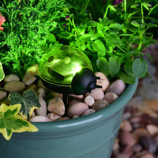Solar Living Insect Stake Light - Green Ladybird