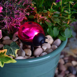 Solar Living Insect Stake Light - Red Ladybird