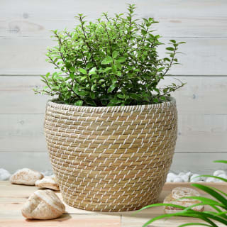 405182-basket-planter-with-white-plastic-weave
