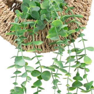 405613-hanging-euc-in-woven-basket-2