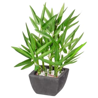 405753-potted-bamboo-black