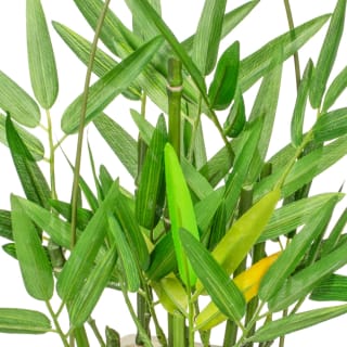 405753-potted-bamboo-white-2