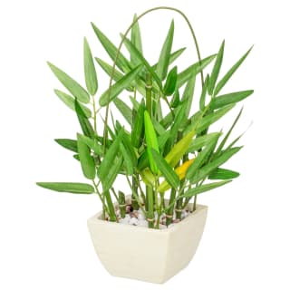 405753-potted-bamboo-white