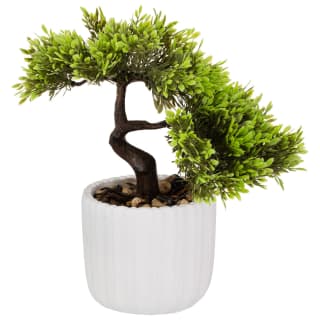 411895-bonsai-tree-with-natural-pot