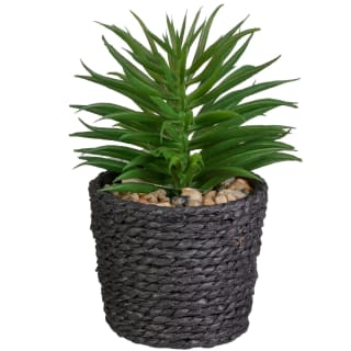 Mini Succulent in Rattan Pot - Black