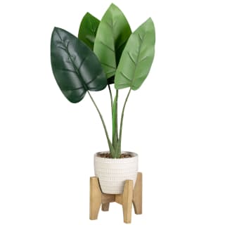 Congo Plant on Wooden Stand