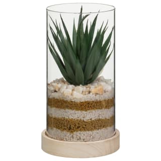 Succulent in Glass Jar