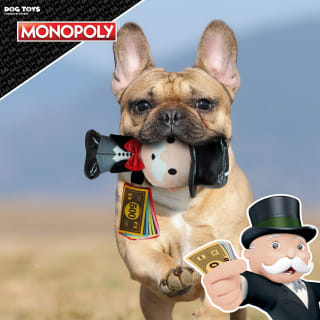 414083-money-monopoly-dog-toy