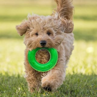 414092-5in-tpr-scented-ring