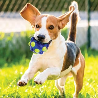 414095-bubble-squeak-ball