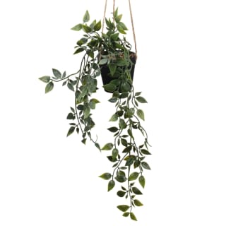 415893-hanging-foliage-in-black-pot-2