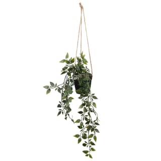 Hanging Foliage in Black Pot