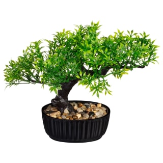 Bonsai Tree