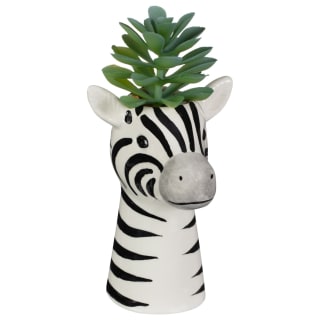 Tall Succulent - Zebra