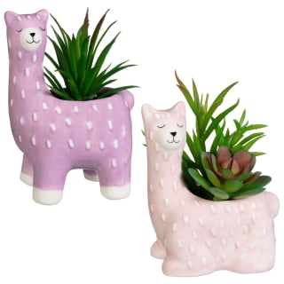 418067-llama-succulent-group