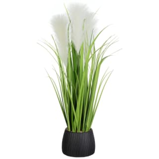 418074-pampas-in-pot-black