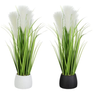 418074-pampas-in-pot-group