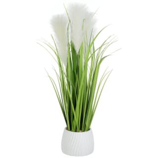 418074-pampas-in-pot-white