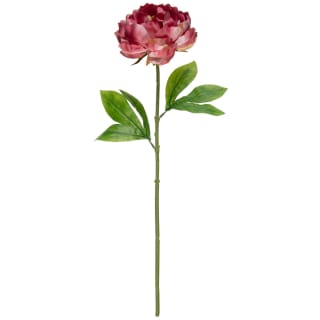 Peony Single Stem