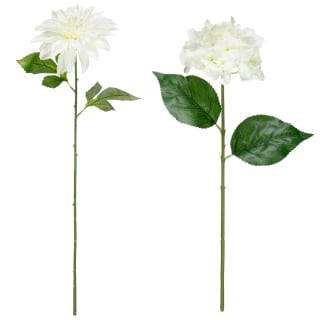 418079-single-stem-dahlia