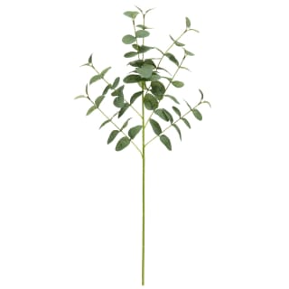 418080-eucalyptus-stem