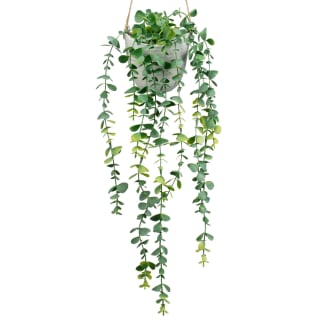 418084-trailing-plant-in-ceramic-pot-2