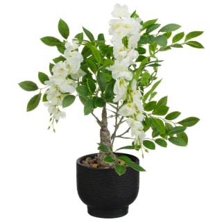 418086-wysteria-in-black-pot