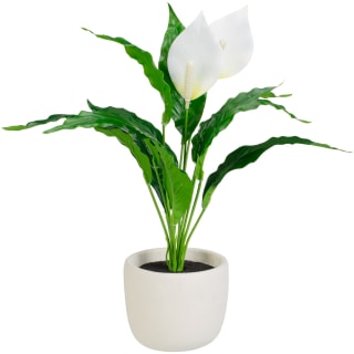 418087-peace-lily-in-white-pot