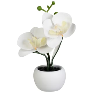 Small Orchid In Rounded Pot