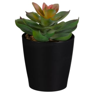418093-basic-succulent-in-black-pot-2