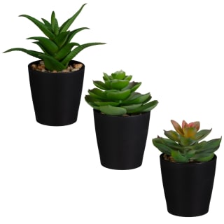 Basic Succulent In Black Pot - Assorted