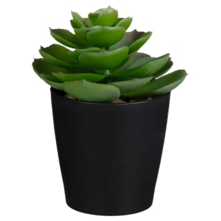 418093-basic-succulent-in-black-pot