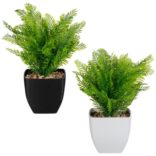 418097-fern-in-squared-pot-group