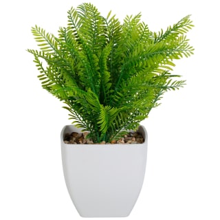 418097-fern-in-squared-pot-white