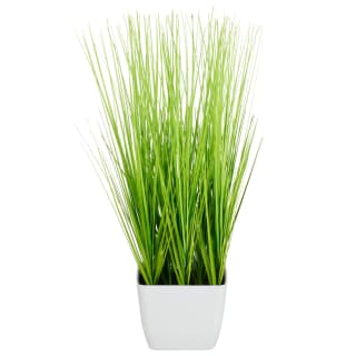 418098-grass-in-pot-white-2