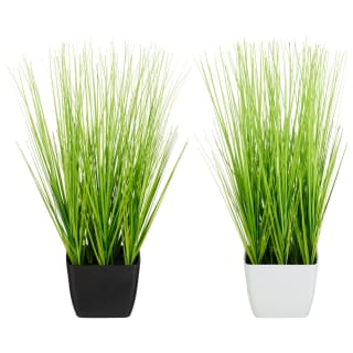 418098-grass-in-pot-white
