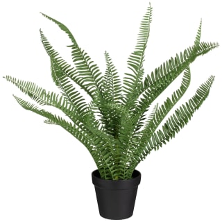 418099-tall-fern-in-black-pot