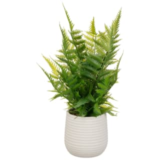 418101-fern-in-ribbed-pot