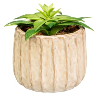 418106-foliage-in-ribbed-pot