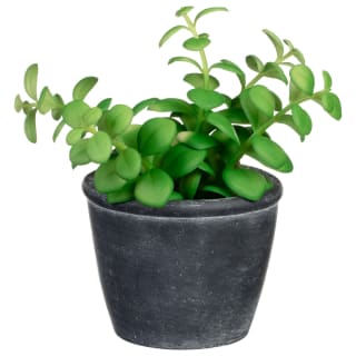 Succulent in Textured Pot - Black