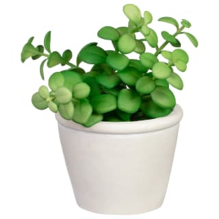 418119-succulent-in-black-textured-pot-white