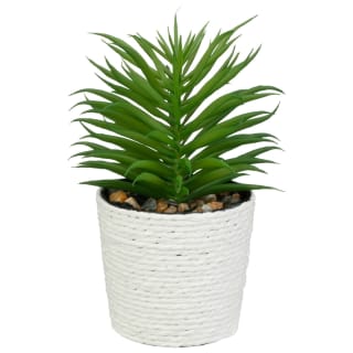 420129-mini-rattan-succulent-white