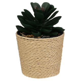 420129-mini-rattan-succulent