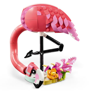 420255-wild-animal--pink-flamingo-31170-2